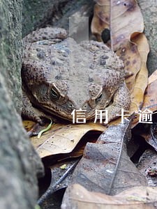 信用卡逾期被分期了 信用卡逾期被分期了
