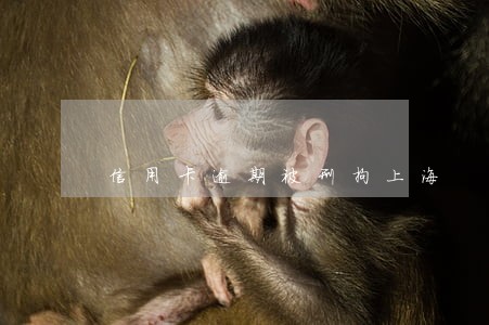 信用卡逾期被刑拘上海 信用卡逾期被刑拘上海