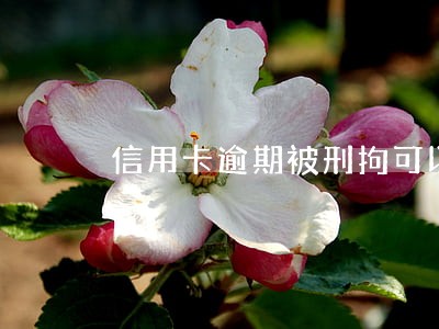 信用卡逾期被刑拘可以撤回吗 信用卡逾期被刑拘可以撤回吗