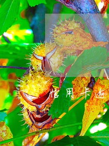 信用卡逾期被列入网逃怎么办 信用卡逾期被列入网逃怎么办