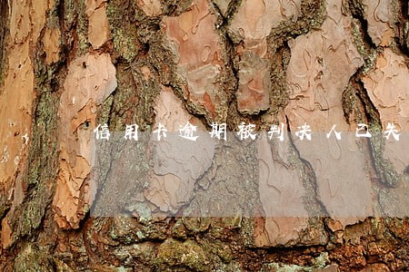 信用卡逾期被判决人已失踪
