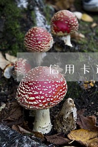 信用卡逾期被判刑了 信用卡逾期被判刑了