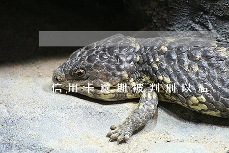 信用卡逾期被判刑以后 信用卡逾期被判刑以后