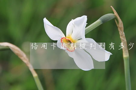 信用卡逾期被判刑有多少人