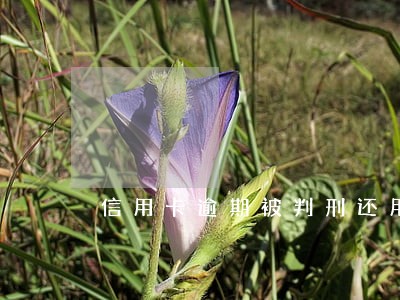 信用卡逾期被判刑还用还钱吗 信用卡逾期被判刑还用还钱吗