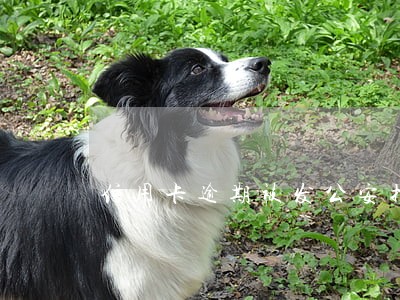 信用卡逾期被发公安拘留函