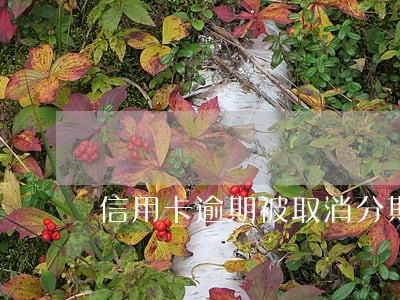 信用卡逾期被取消分期吗 信用卡逾期被取消分期吗