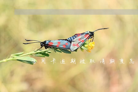 信用卡逾期被取消额度怎么恢复 信用卡逾期被取消额度怎么恢复