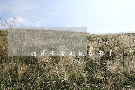 信用卡逾期被吞卡了