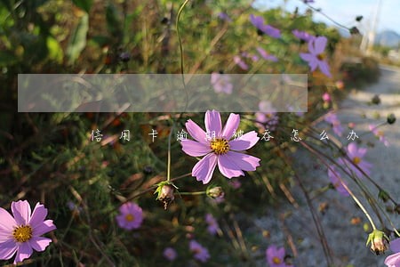 信用卡逾期被吞怎么办 信用卡逾期被吞怎么办