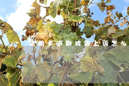 信用卡逾期被告上诉怎么办 信用卡逾期被告上诉怎么办