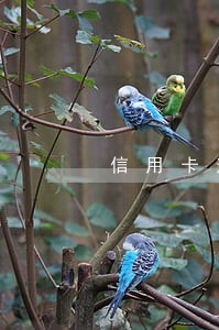 信用卡逾期被告怎么办