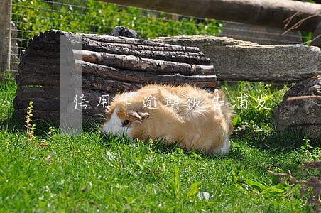 信用卡逾期被告浦发 信用卡逾期被告浦发