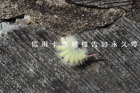 信用卡逾期被告知永久停用