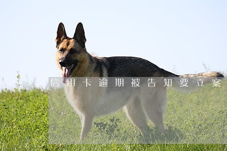 信用卡逾期被告知要立案 信用卡逾期被告知要立案