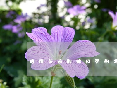 信用卡逾期被处罚的案例