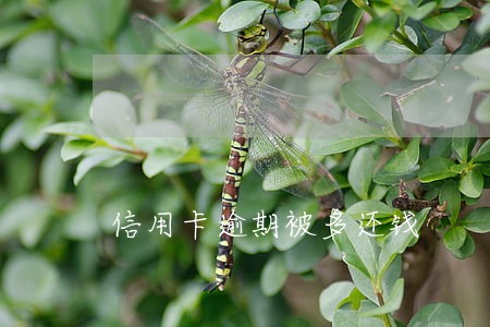 信用卡逾期被多还钱