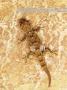 信用卡逾期被威胁立案