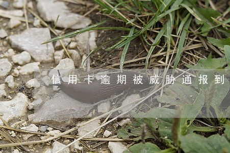 信用卡逾期被威胁通报到单位 信用卡逾期被威胁通报到单位