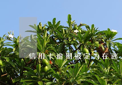 信用卡逾期被定为在逃人员