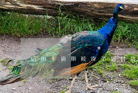 信用卡逾期被寄了到付信件