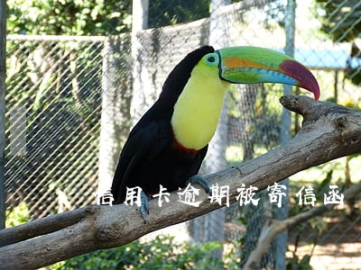 信用卡逾期被寄信函 信用卡逾期被寄信函