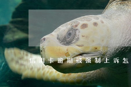 信用卡逾期被强制上诉怎么办 信用卡逾期被强制上诉怎么办