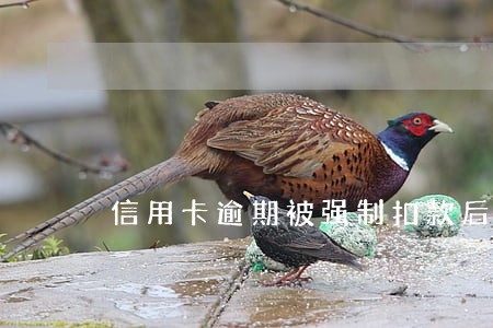 信用卡逾期被强制扣款后还能用么 信用卡逾期被强制扣款后还能用么