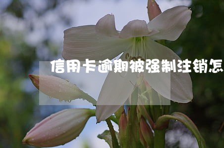 信用卡逾期被强制注销怎么还钱 信用卡逾期被强制注销怎么还钱