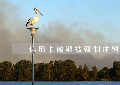信用卡逾期被强制注销是真的吗 信用卡逾期被强制注销是真的吗