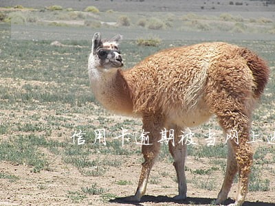信用卡逾期被当网上逃犯 信用卡逾期被当网上逃犯