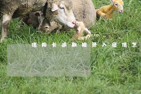 信用卡逾期被录入征信怎么办 信用卡逾期被录入征信怎么办