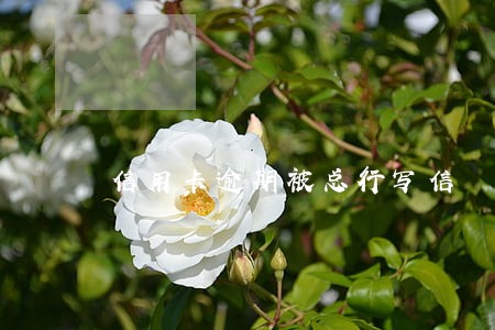 信用卡逾期被总行写信