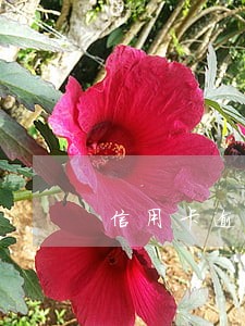 信用卡逾期被打电话催款 信用卡逾期被打电话催款