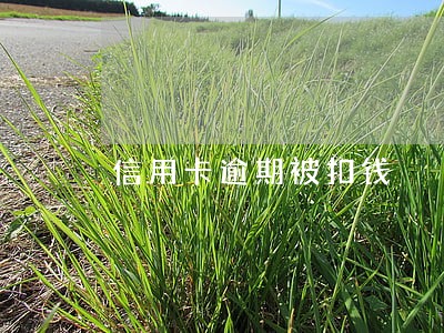 信用卡逾期被扣钱 信用卡逾期被扣钱