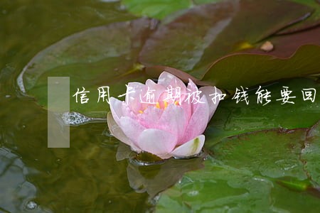 信用卡逾期被扣钱能要回来吗 信用卡逾期被扣钱能要回来吗