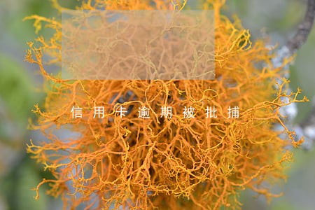 信用卡逾期被批捕 信用卡逾期被批捕
