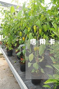 信用卡逾期被抓怎么处理 信用卡逾期被抓怎么处理
