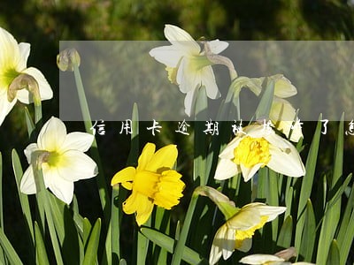 信用卡逾期被投诉了怎么办 信用卡逾期被投诉了怎么办