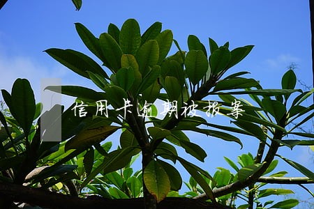 信用卡逾期被报案 信用卡逾期被报案