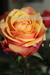 信用卡逾期被拉黑名单怎么查 信用卡逾期被拉黑名单怎么查