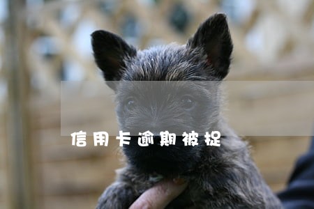 信用卡逾期被捉 信用卡逾期被捉