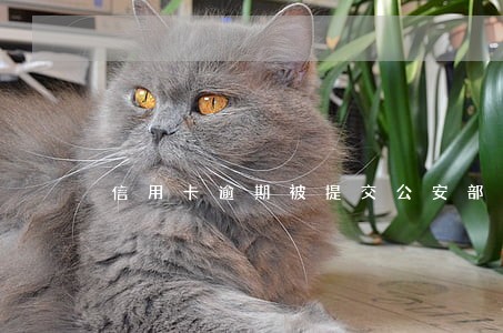 信用卡逾期被提交公安部门