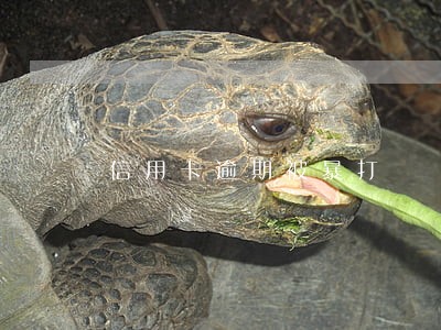 信用卡逾期被暴打 信用卡逾期被暴打