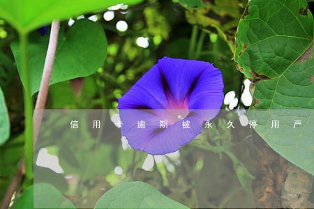 信用卡逾期被永久停用严重吗 信用卡逾期被永久停用严重吗