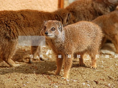 信用卡逾期被法院调解怎么办 信用卡逾期被法院调解怎么办