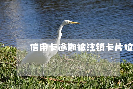 信用卡逾期被注销卡片拉黑名单 信用卡逾期被注销卡片拉黑名单