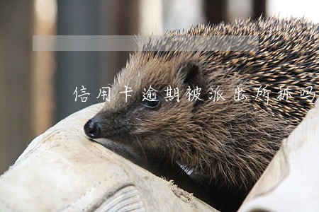 信用卡逾期被派出所抓吗 信用卡逾期被派出所抓吗