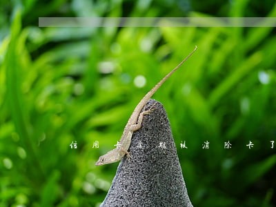 信用卡逾期被消除卡了怎么办 信用卡逾期被消除卡了怎么办