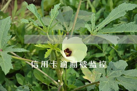 信用卡逾期被监控